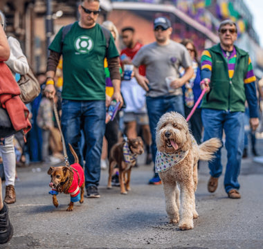 How to Spend a day on Bourbon Street with Your Dog