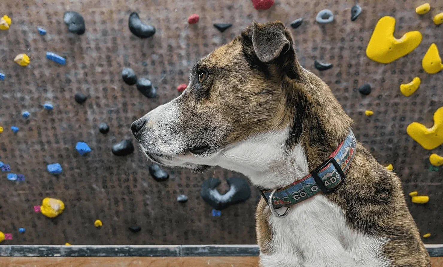 11 Things To Do With Dogs in Denver, CO