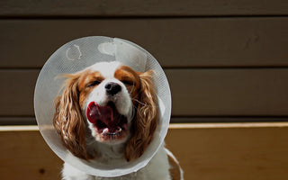 How Can You Help a Dog Heal Faster After Surgery?