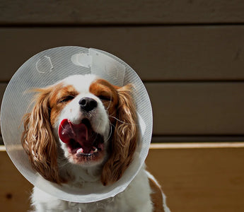 How Can You Help a Dog Heal Faster After Surgery?