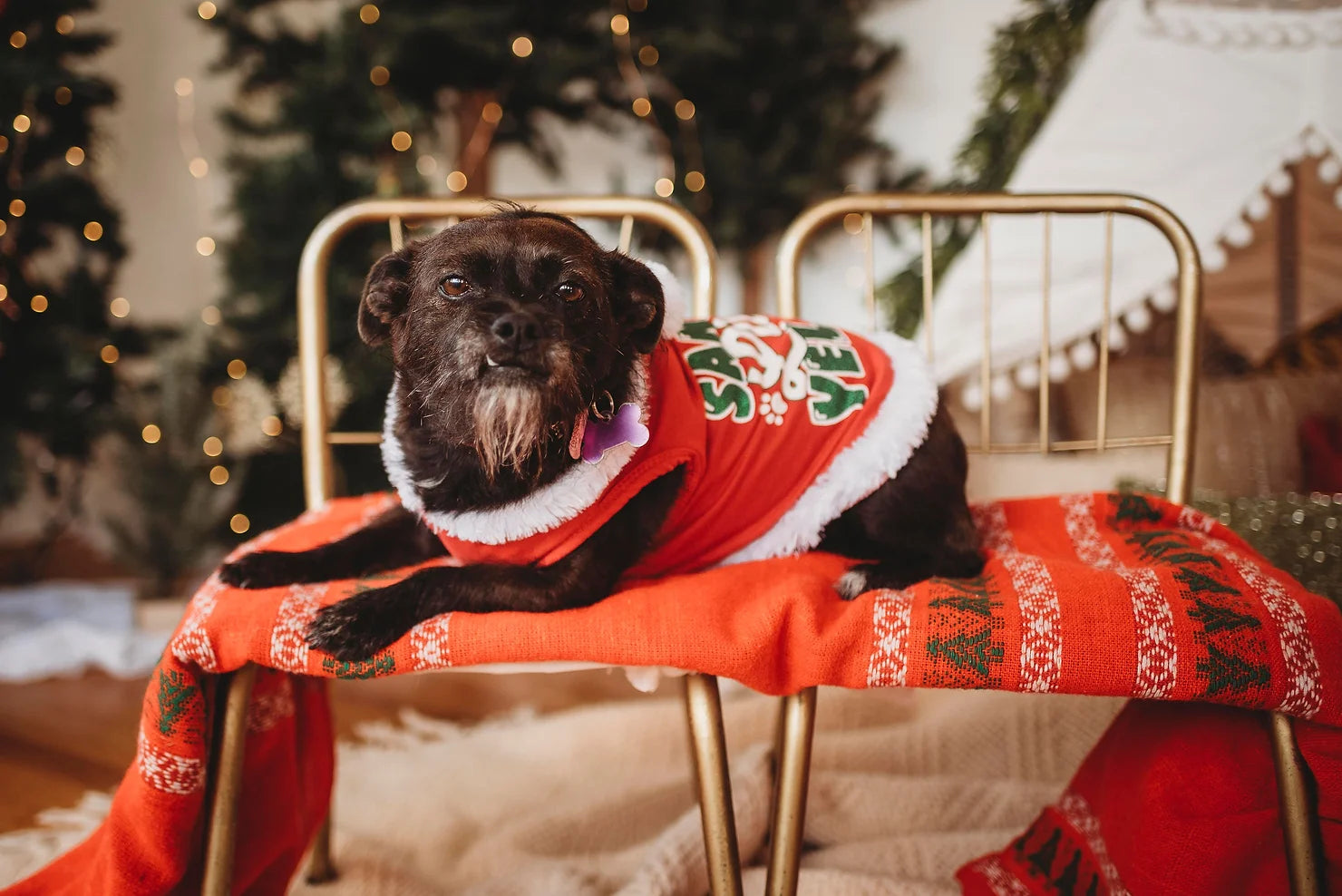 How Can you Reduce your Pet's Holiday Stress?