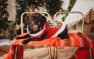 How Can you Reduce your Pet's Holiday Stress?