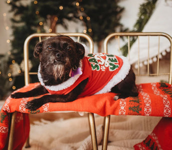 How Can you Reduce your Pet's Holiday Stress?