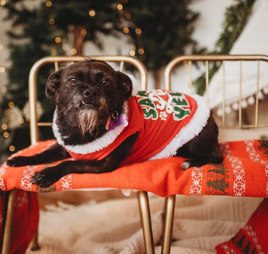 How Can you Reduce your Pet's Holiday Stress?