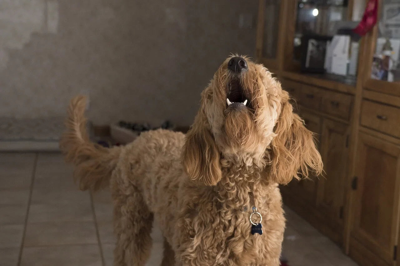 How to Stop a Dog from Barking When You Leave Them Alone