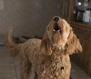 How to Stop a Dog from Barking When You Leave Them Alone