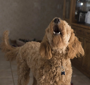 How to Stop a Dog from Barking When You Leave Them Alone