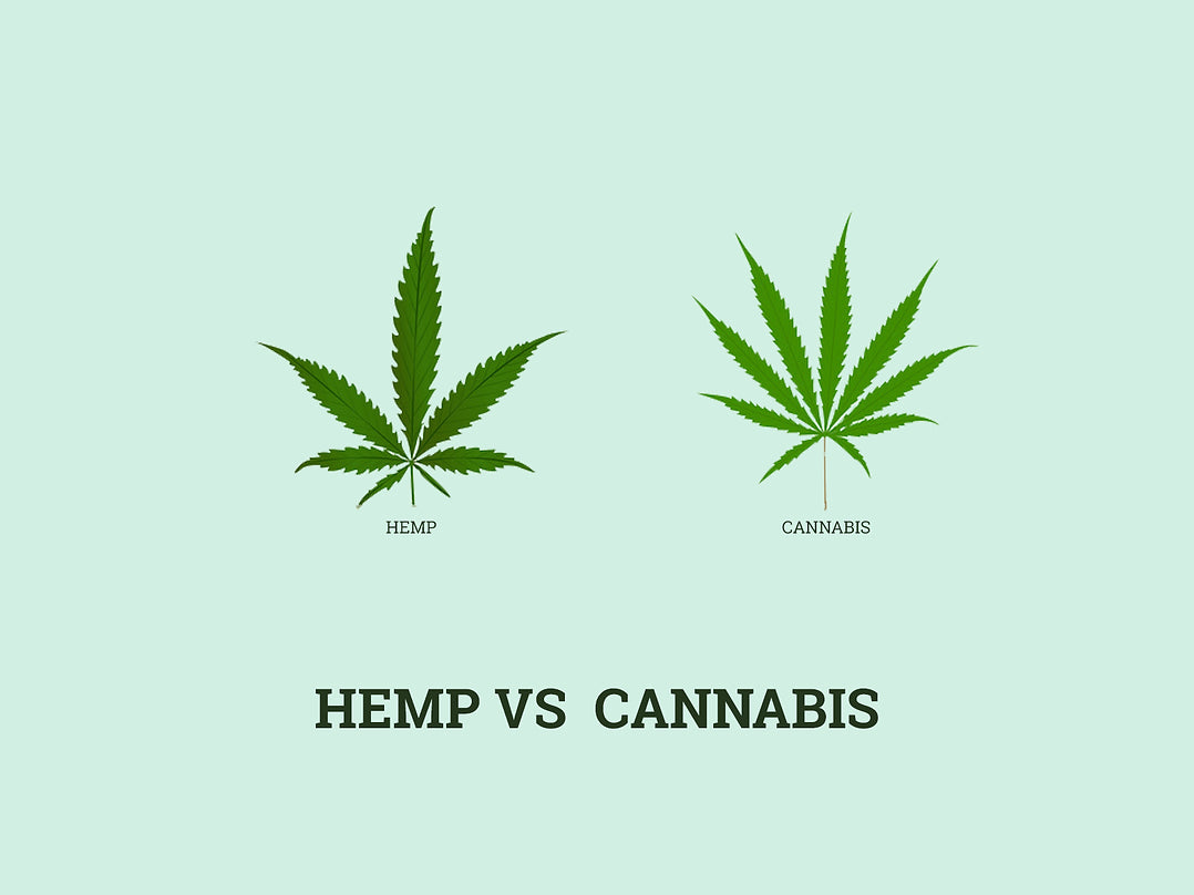 Does CBD Get Pets High
