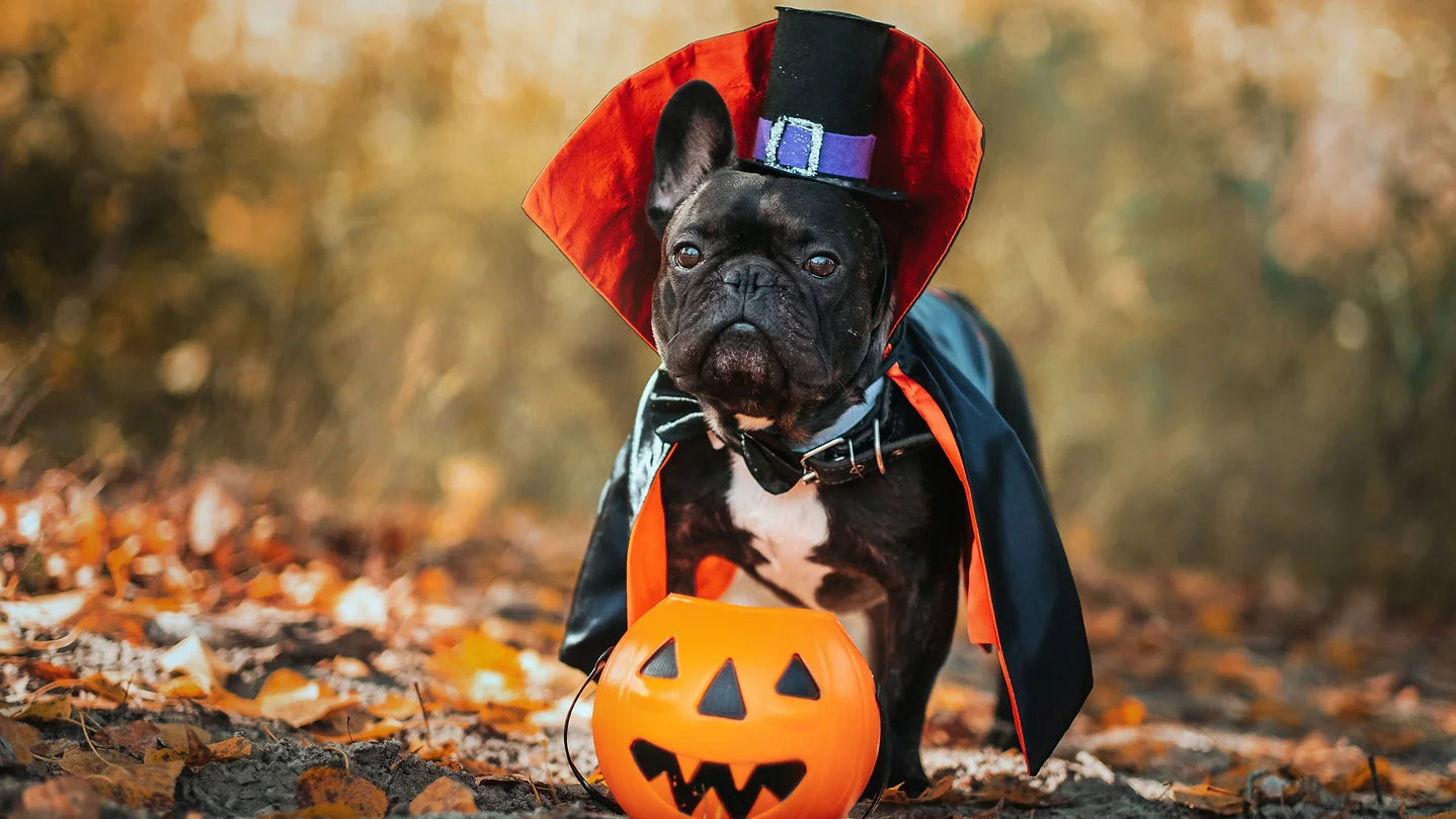 How Can You Keep Pets Safe on Halloween?