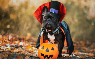 How Can You Keep Pets Safe on Halloween?