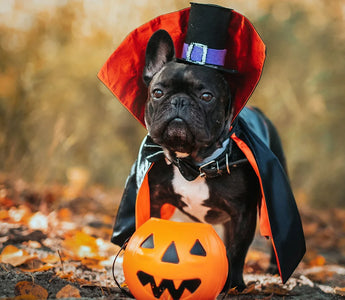 How Can You Keep Pets Safe on Halloween?