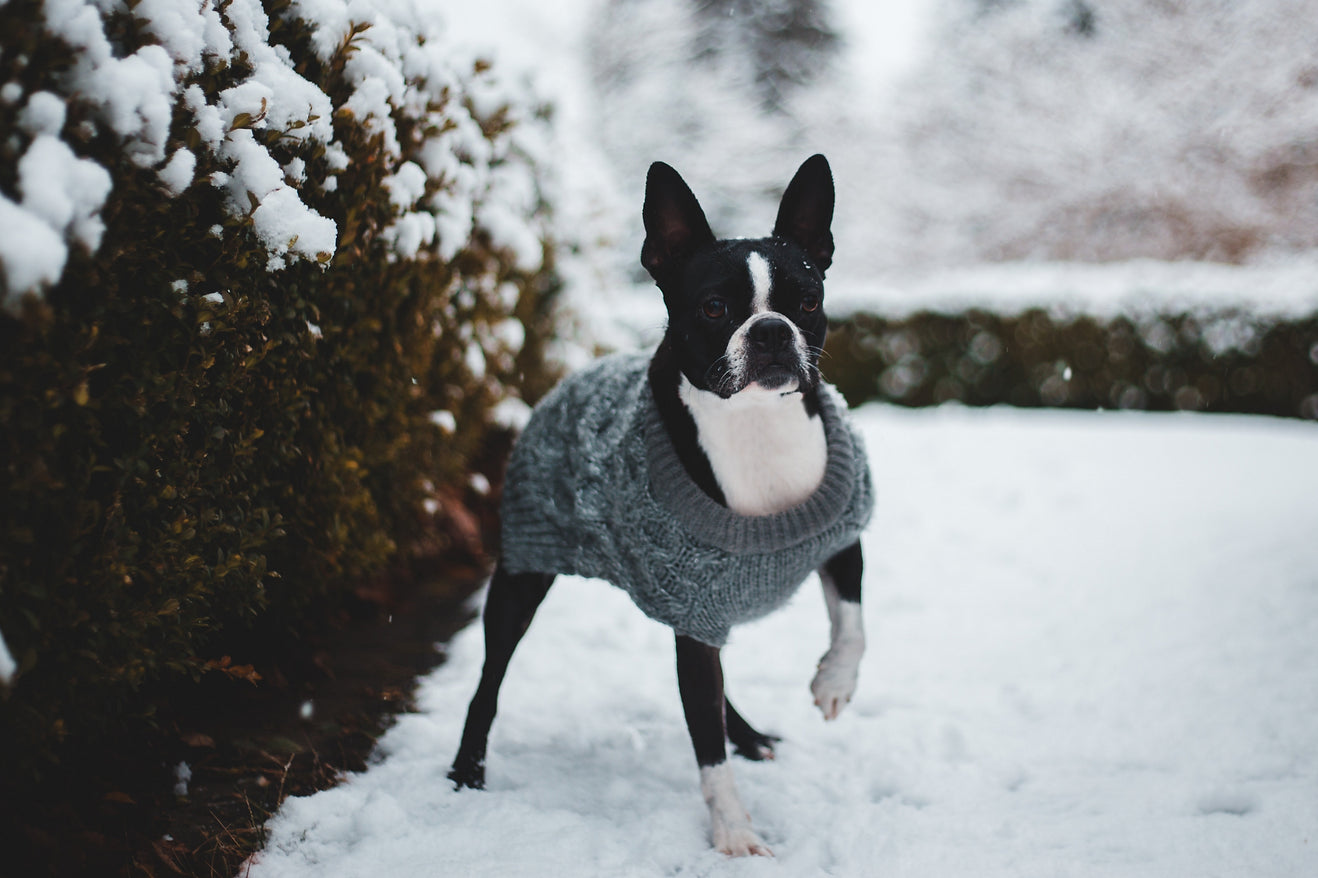 How Can You Keep your Pet Safe This Winter?