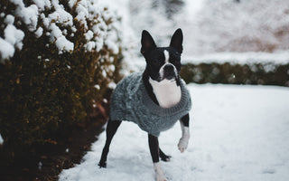 How Can You Keep your Pet Safe This Winter?