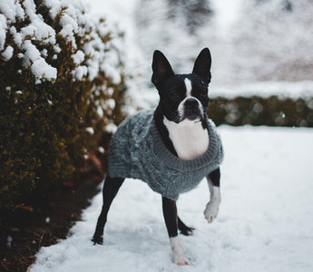 How Can You Keep your Pet Safe This Winter?