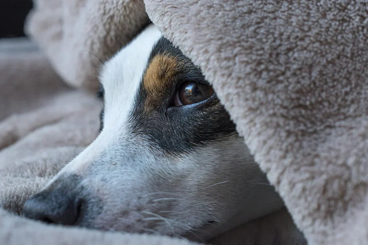How To Use CBD To Calm a Restless Senior Dog At Night?