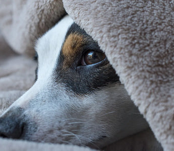 How To Use CBD To Calm a Restless Senior Dog At Night