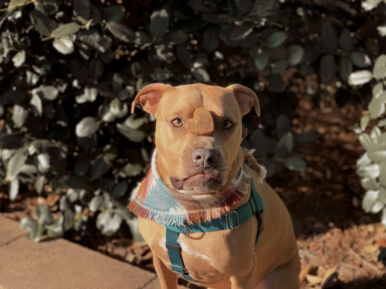 Is CBD Helpful for Bully Breeds?