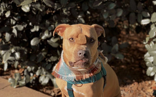 Is CBD Helpful for Bully Breeds?