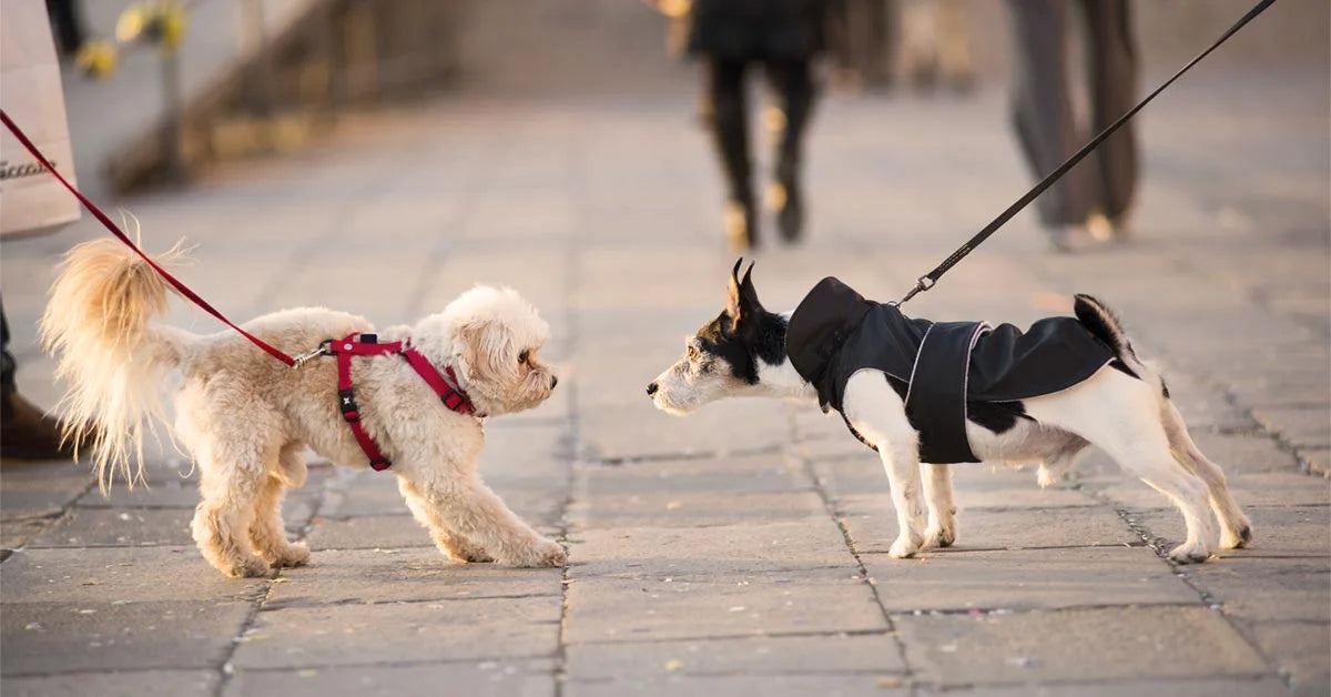 Using CBD for Dog Aggression & Reactivity Training