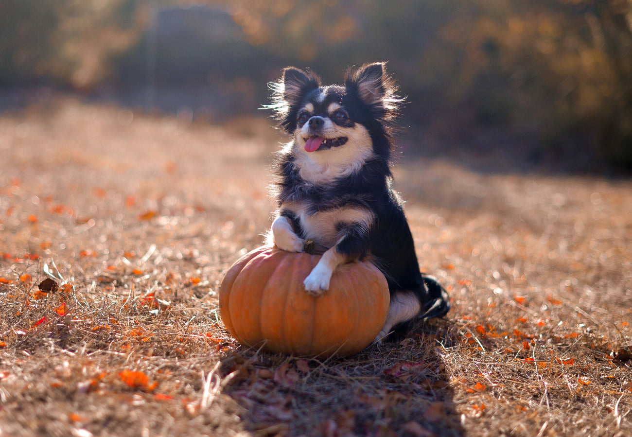 Dog-Friendly Colorado Pumpkin Patches and Fall events