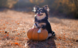 Dog-Friendly Colorado Pumpkin Patches and Fall events