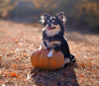 Dog-Friendly Colorado Pumpkin Patches and Fall events