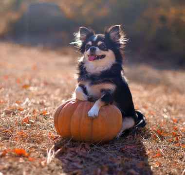 Dog-Friendly Colorado Pumpkin Patches and Fall events