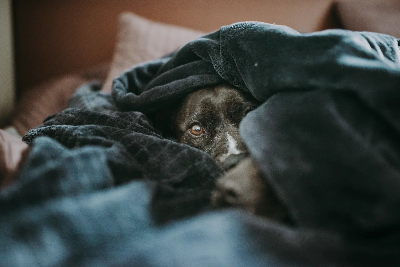 Can You Use CBD Oil for Storm Anxiety in Dogs?
