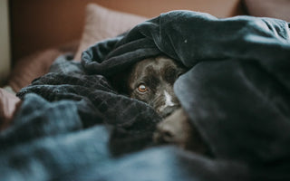 Can You Use CBD Oil for Storm Anxiety in Dogs?