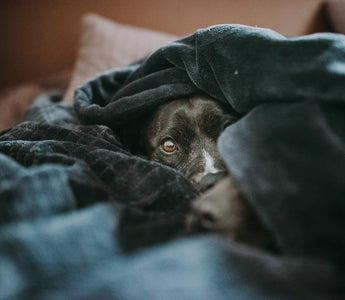 Can You Use CBD Oil for Storm Anxiety in Dogs?