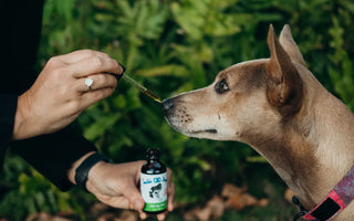 Can Dogs Overdose on CBD?