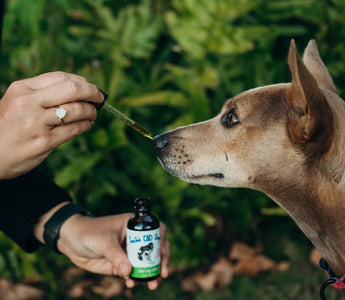 Can Dogs Overdose on CBD?