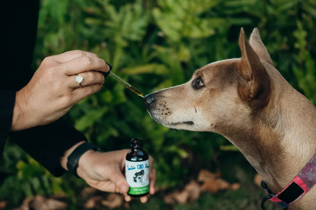 How to Use CBD for Dog Aggression: Health & Safety Tips