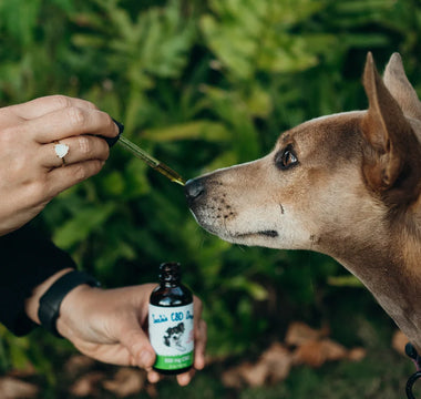 CBD for Dog Aggression: Health & Safety