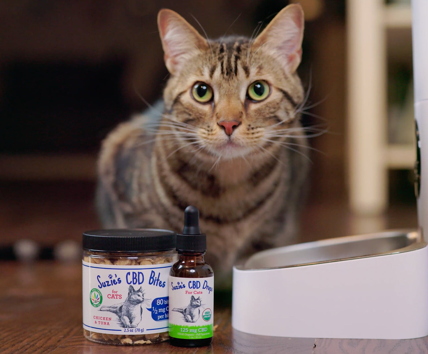 Will CBD Help a Senior Cat?