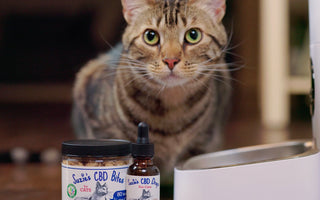 Will CBD Help a Senior Cat?