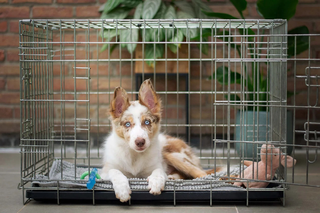 How Do You Crate Train?