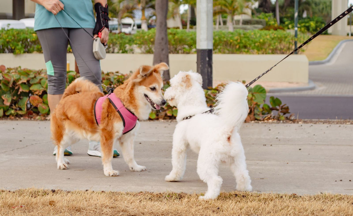 How to Introduce Dogs and Help Them Adjust to a New Routine