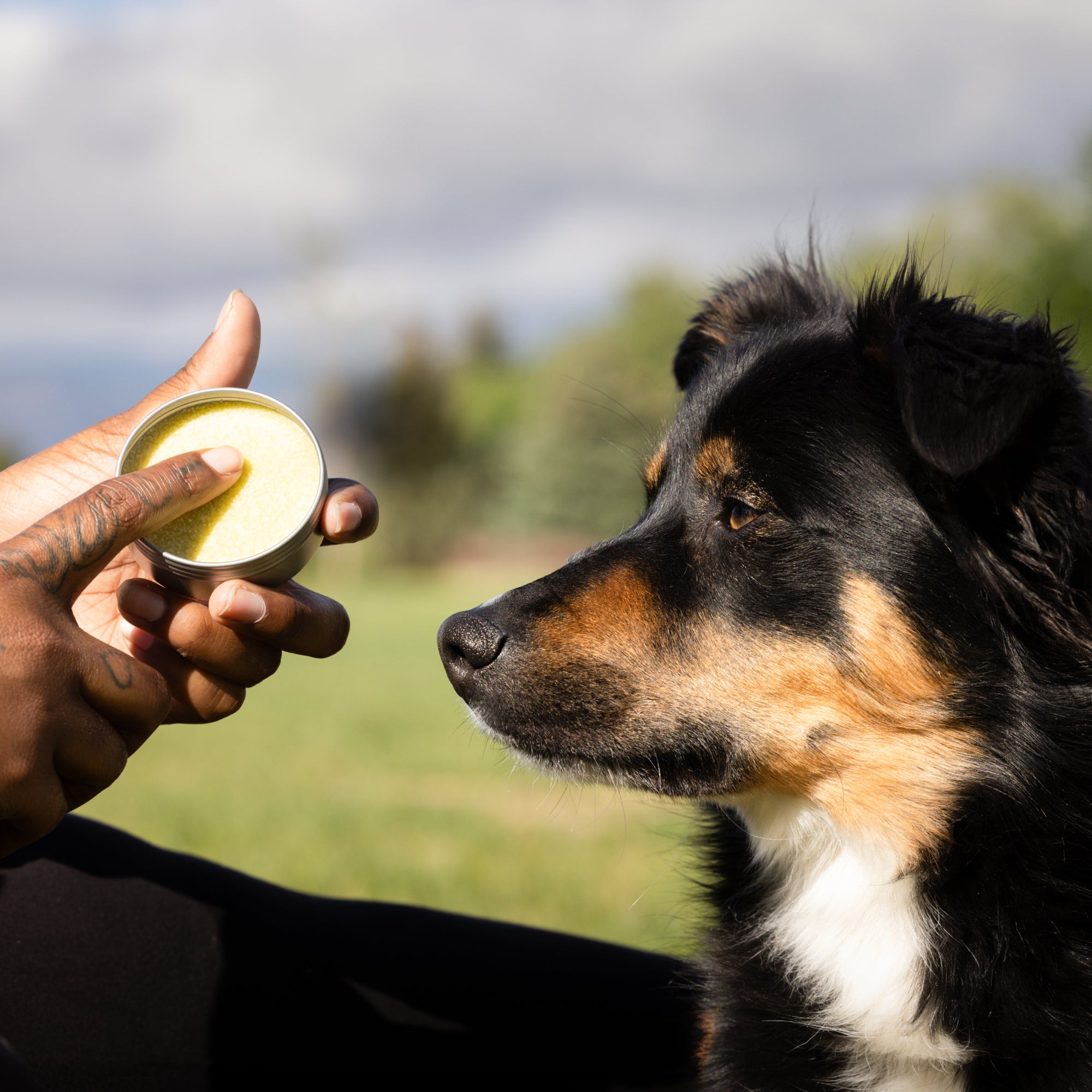 50 mg CBD Dog Salve