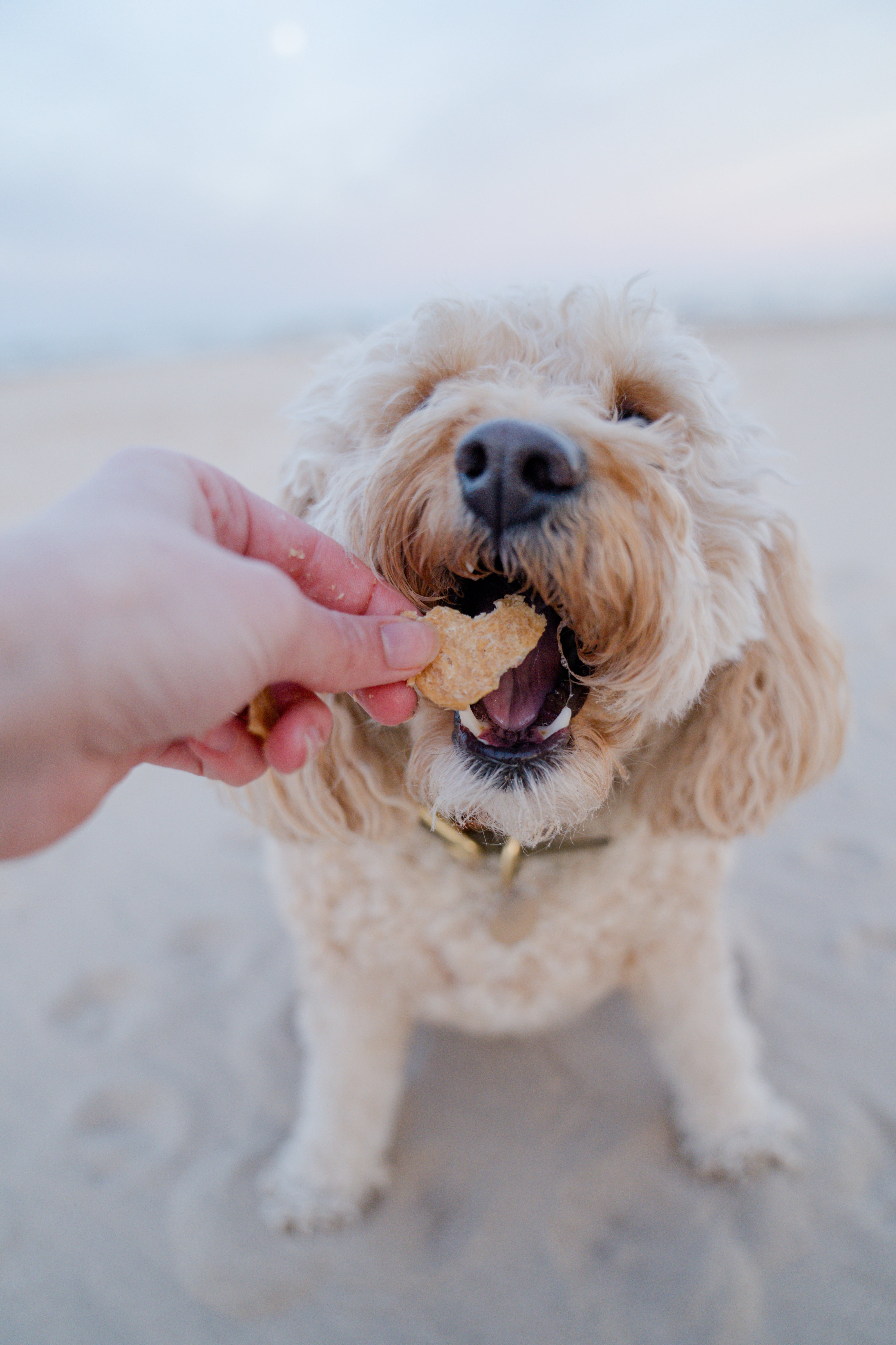 3 mg CBD Chicken Chips for Dogs