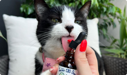 black and white cat licking the top of Suzie's CBD Drops