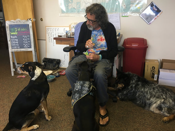 Richard sitting in a chair diving out treats to the three office dogs. 