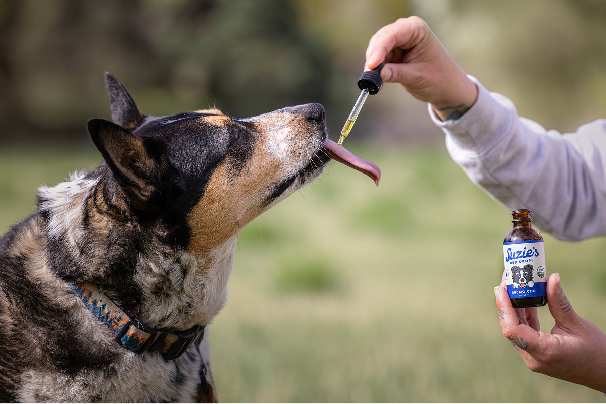 Suzie's 1000 mg CBD Oil for Dogs