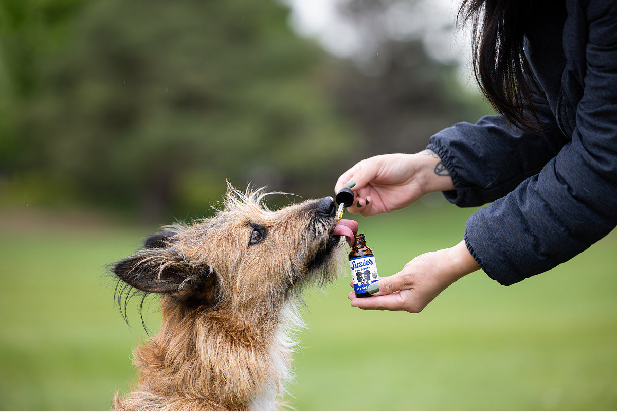 Suzie's 250 mg CBD Oil for Dogs